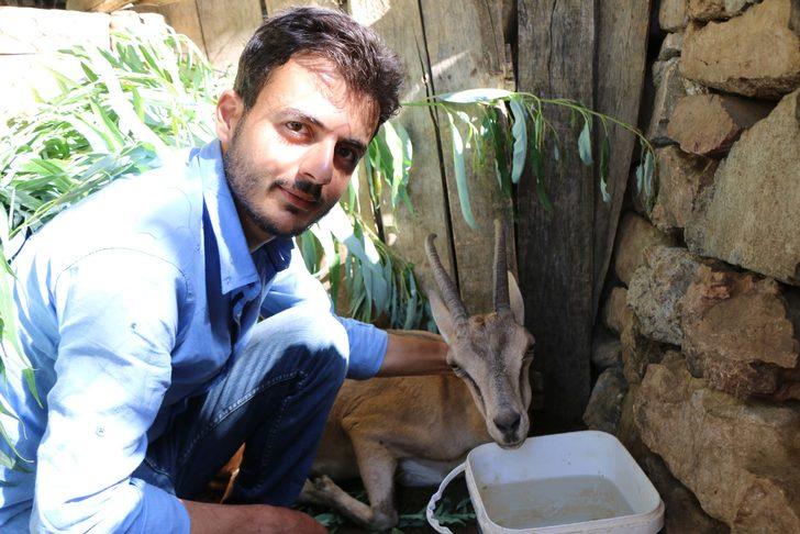 Dağda buldukları hasta dağ keçisini kilometrelerce sırtlarında taşıdılar G3