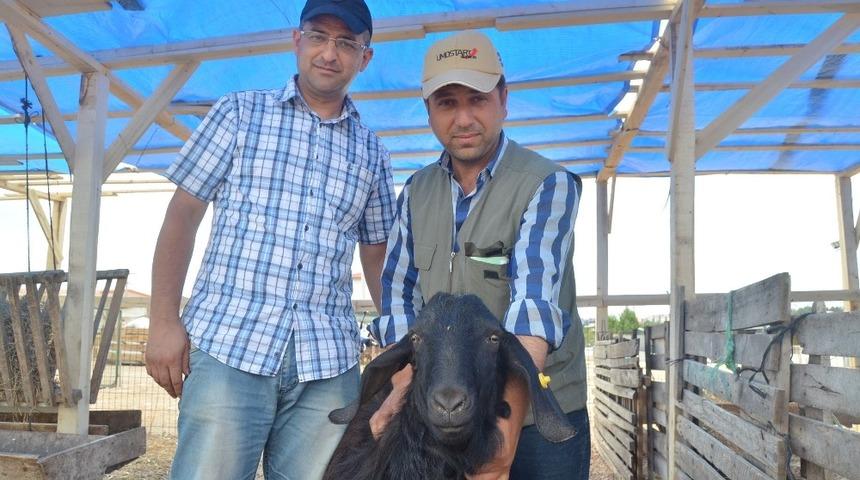 L&uuml;leburgaz&rsquo;a ilk kurbanlıklar geldi