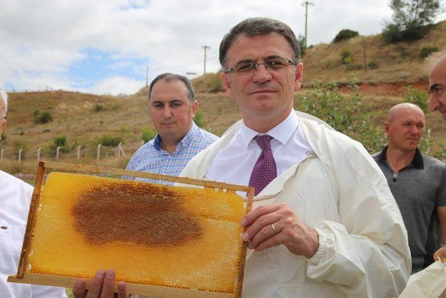 Tokat’ta bal hasadı başladı 1