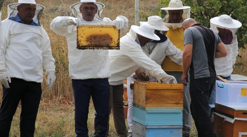 Tokat&rsquo;ta bal hasadı başladı
