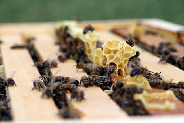 Tokat ta haziran yağmurları, bal &uuml;retimini etkiledi 2
