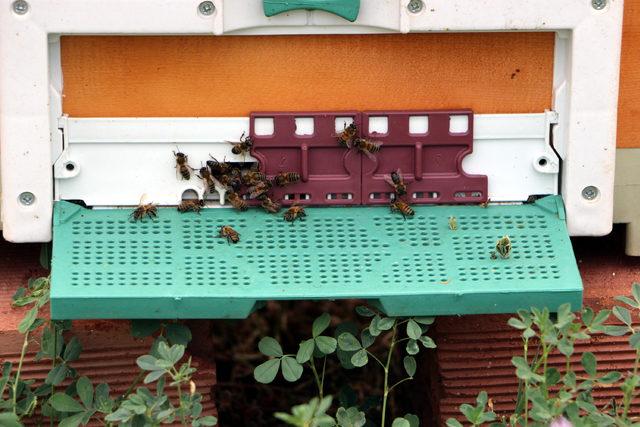 Tokat ta haziran yağmurları, bal &uuml;retimini etkiledi 3