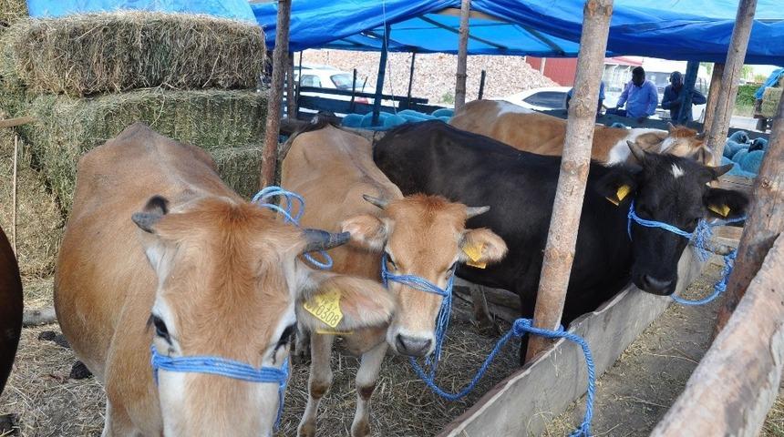 Gerze&rsquo;de kurbanlık satışı hareketlendi