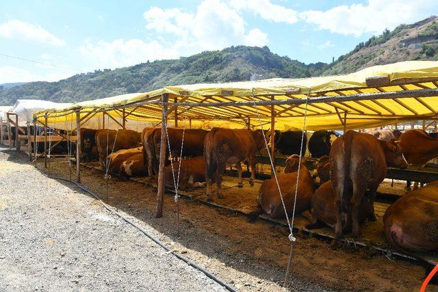 Ortahisar Kurban Bayramı’na hazır