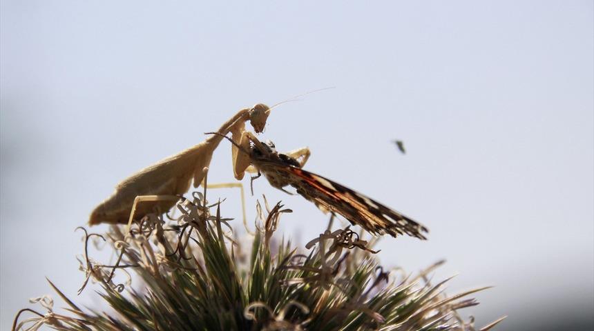 'Peygamber devesi' kelebeği avlarken görüntülendi 