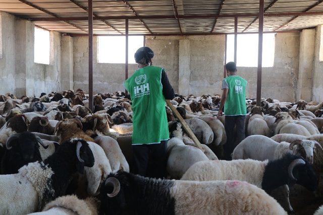 İHH İdlib’de kurbanlık alımlarını tamamladı