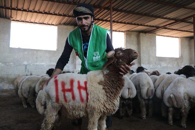 İHH İdlib’de kurbanlık alımlarını tamamladı