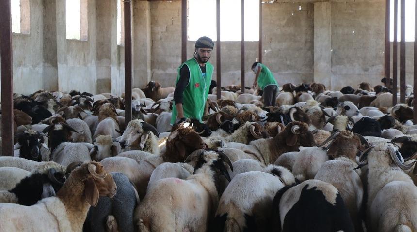 İHH İdlib’de kurbanlık alımlarını tamamladı