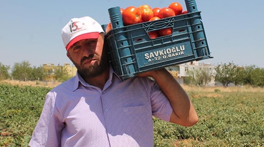 Atanamayan öğretmen 65 lira yevmiye ile domates topluyor