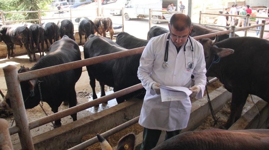 Altındağ&rsquo;da alınan kurbanlıkların sorgulaması cep telefonlarıyla yapılabilecek