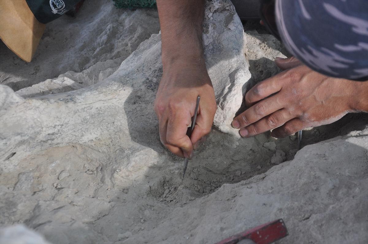 Yeniyaylacık'ta fosiller g&uuml;n y&uuml;z&uuml;ne &ccedil;ıkarılıyor