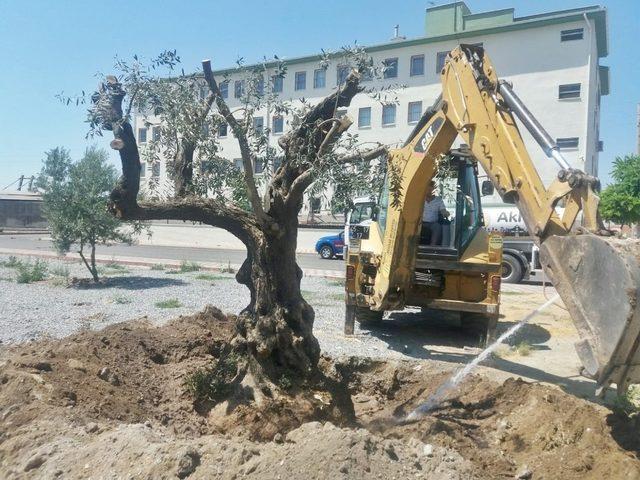 Asırlık zeytin ağaçları yeni yerlerine taşındı