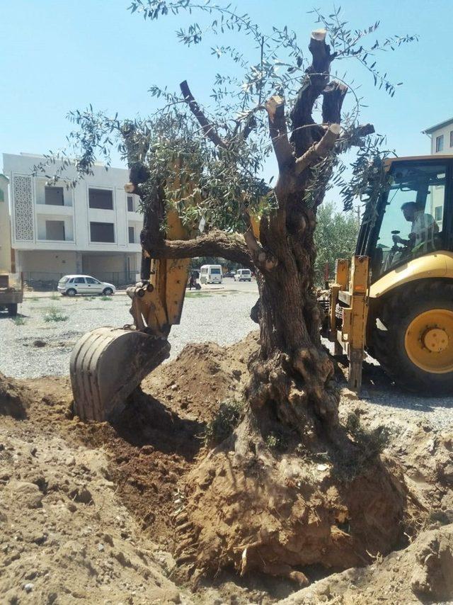 Asırlık zeytin ağaçları yeni yerlerine taşındı