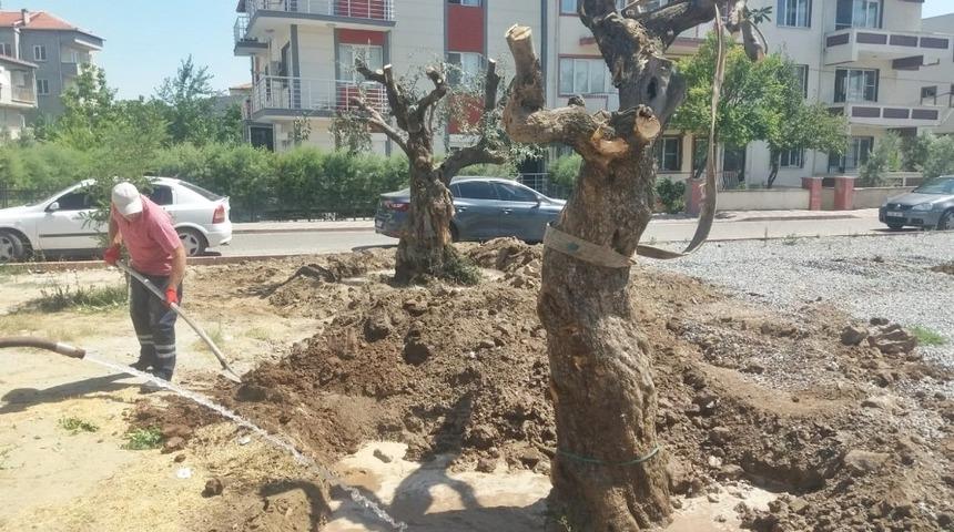 Asırlık zeytin ağa&ccedil;ları yeni yerlerine taşındı