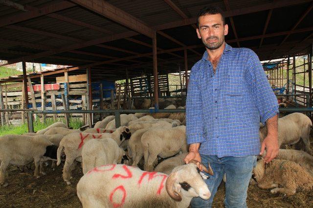 Ordu’nun en büyük kurbanı ’Çerkez’ oldu