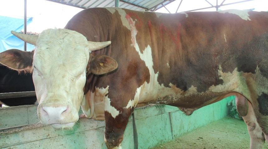 Ordu&rsquo;nun en b&uuml;y&uuml;k kurbanı &rsquo;&Ccedil;erkez&rsquo; oldu