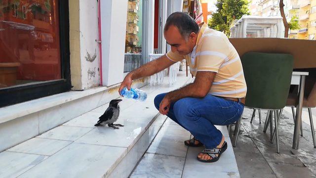 Sıcak havadan etkilenen kargaya su içirdi