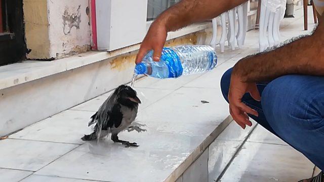 Sıcak havadan etkilenen kargaya su içirdi