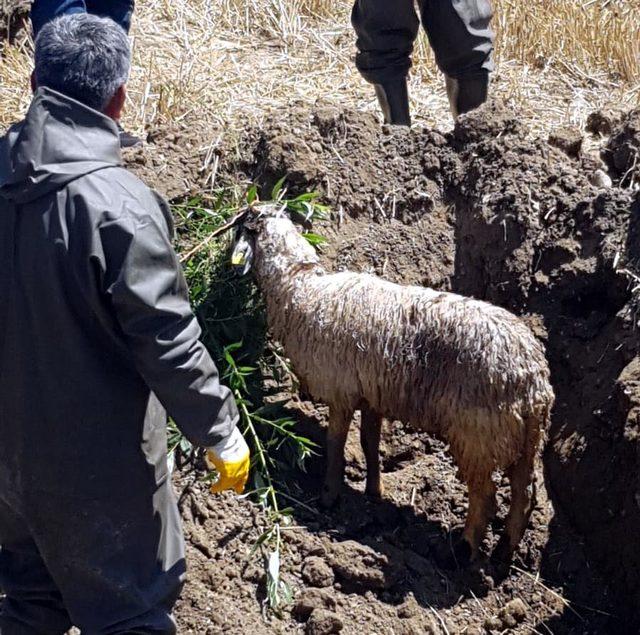 Kanalizasyona düşen koyun ve keçi kurtarıldı