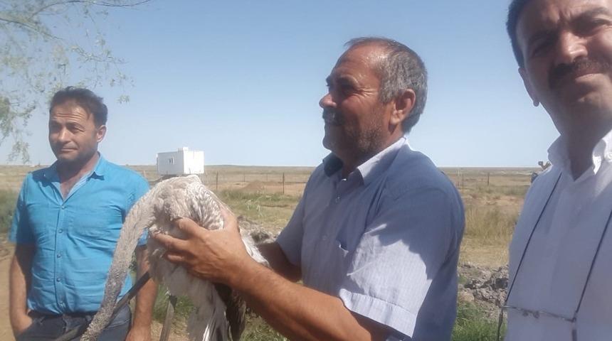 Yaralı flamingo tedavi edilerek doğaya bırakıldı