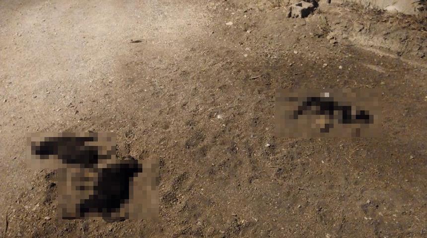 Yavru k&ouml;pekleri aracıyla ezip ka&ccedil;an cani s&uuml;r&uuml;c&uuml; pes dedirtti