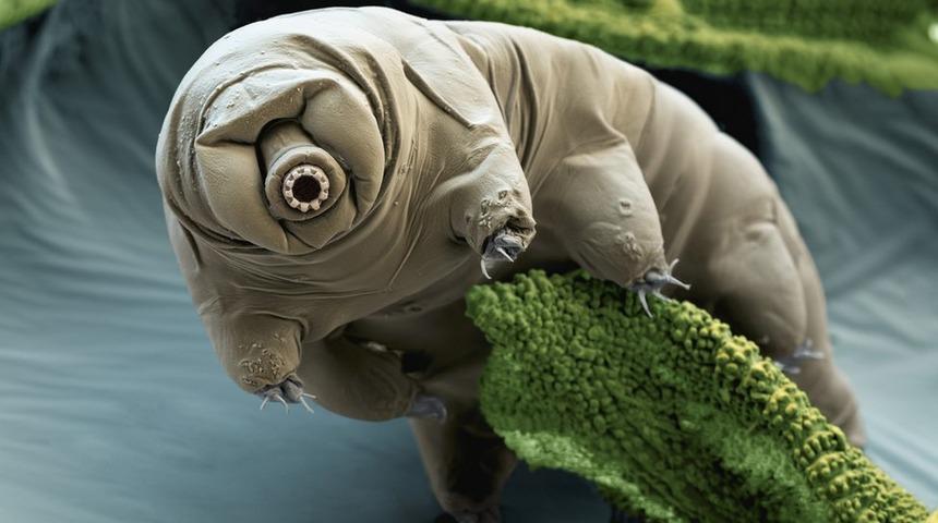 Guardian: İsrail'in Ay'a &ccedil;akılan uzay aracında binlerce su ayısı vardı