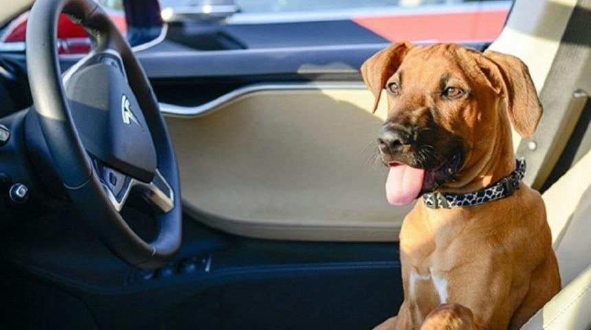 Tesla k&ouml;pek modu daha kullanılabilir oldu