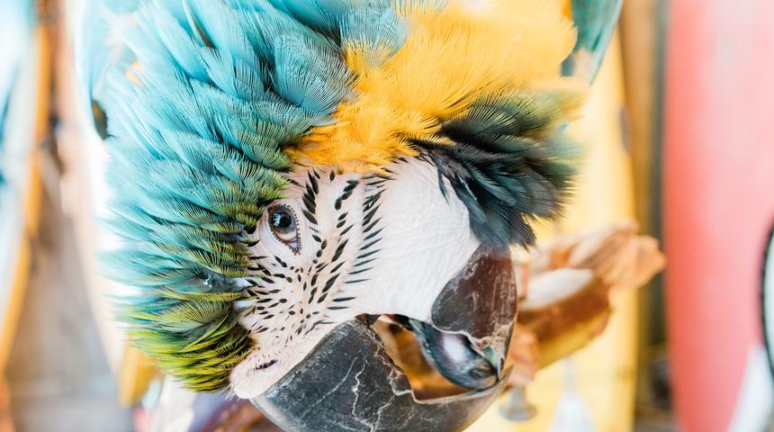 Yeni Zelanda'da 'd&uuml;nyanın en b&uuml;y&uuml;k papağanının' kalıntıları bulundu!