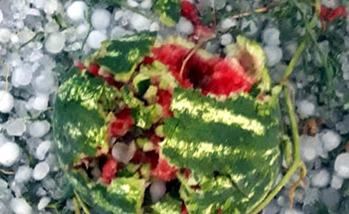 Korkuteli'de sağanak ve dolu, tarım alanlarını vurdu