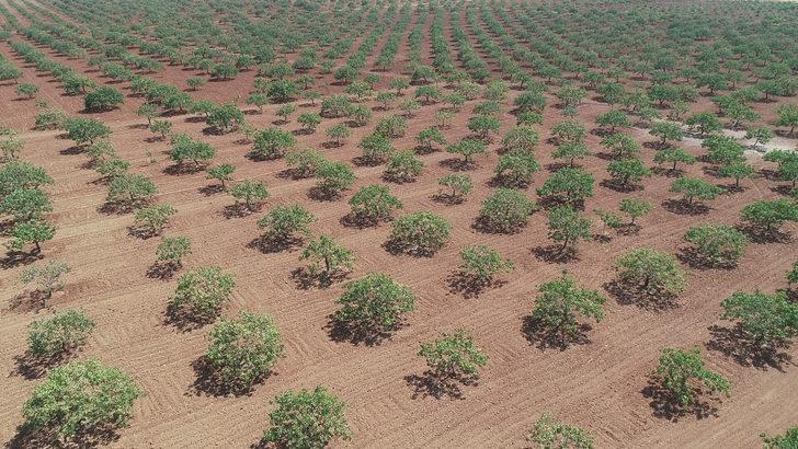 Antep fıstığı için gece gündüz silahlı nöbet tutuyorlar G4