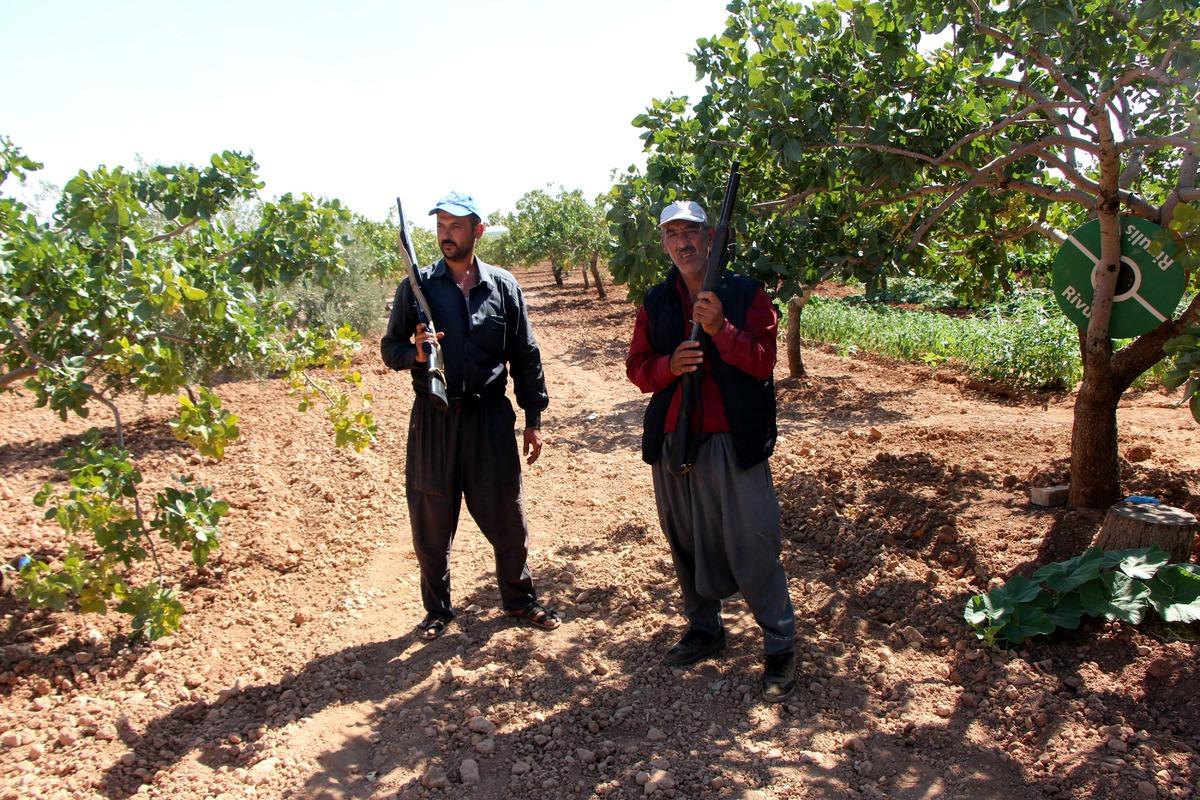 Antep fıstığı i&ccedil;in gece g&uuml;nd&uuml;z silahlı n&ouml;bet tutuyorlar