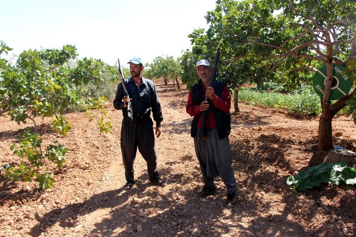 Antep fıstığı için gece gündüz silahlı nöbet tutuyorlar G3