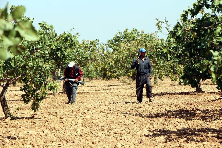 Antep fıstığı için gece gündüz silahlı nöbet tutuyorlar G1