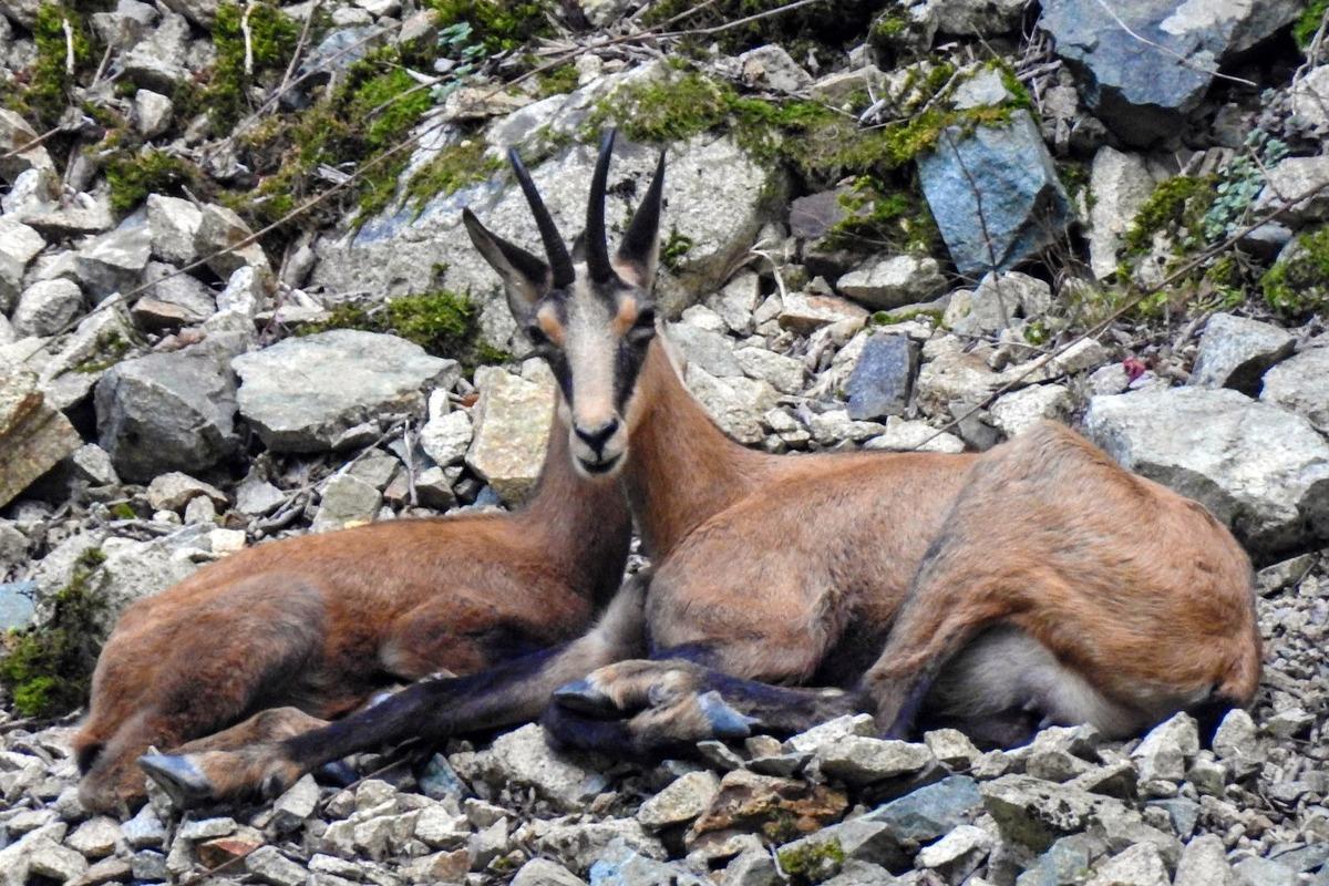 &Ccedil;engel boynuzlu dağ ke&ccedil;ileri G&uuml;m&uuml;şhane&rsquo;yi mesken tuttu