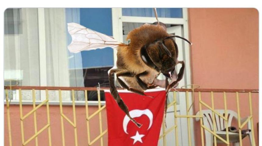 İngiltere&rsquo;de idama mahkum edilen T&uuml;rk arı Twitter'da olay oldu!