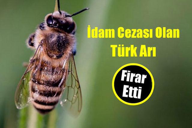 idama-mahkum-edilen-ancak-firar-eden-turk-ari-ile-ilgili-atilmis-komik-tweetler-18