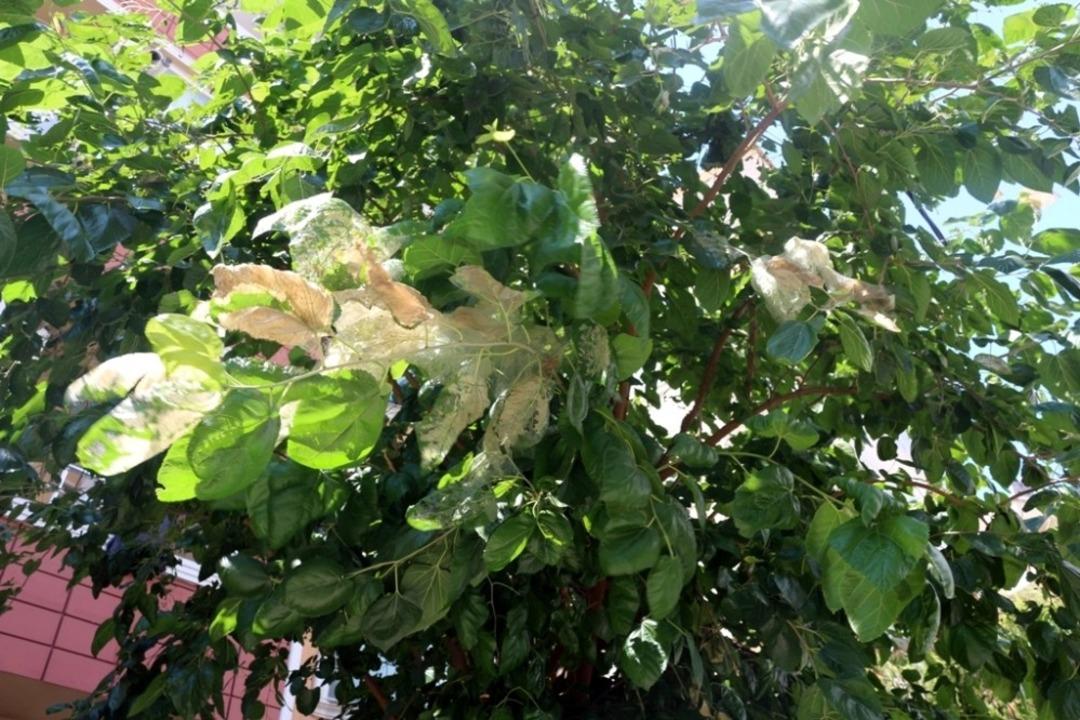 Kartal Belediyesi, Amerikan Beyaz Kelebeğine karşı biyolojik m&uuml;cadele başlattı