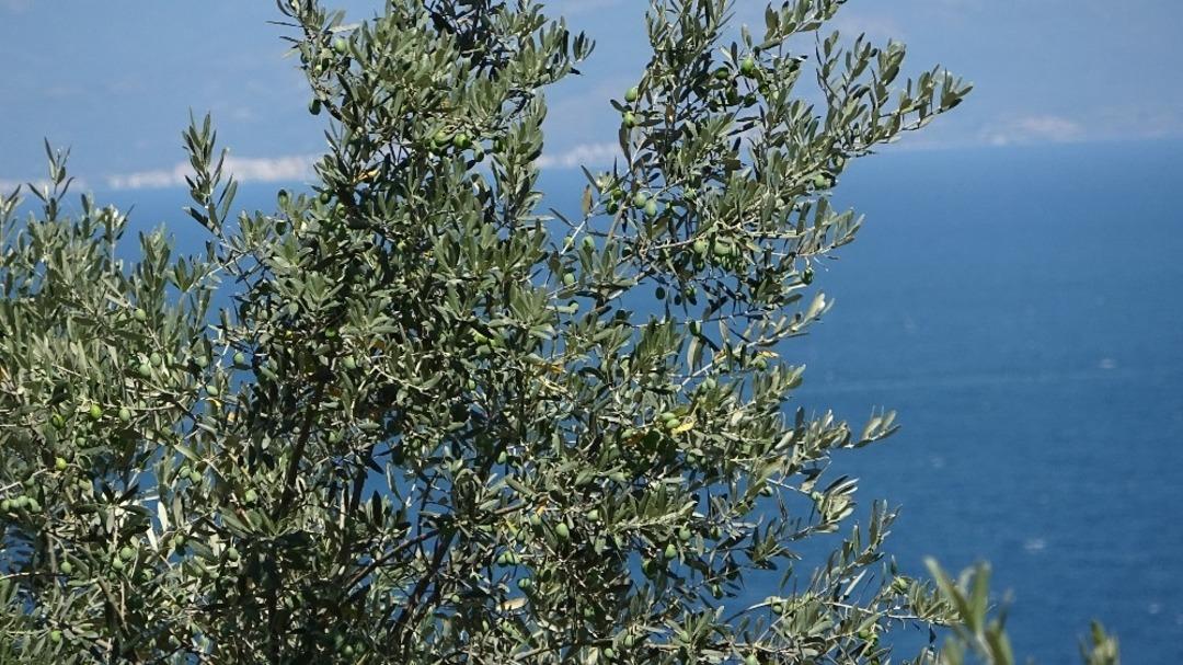 Bu kili meyve ve sebzelerine atan &ccedil;ift&ccedil;ilerin kimyasal ila&ccedil; kullanmasına gerek kalmıyor