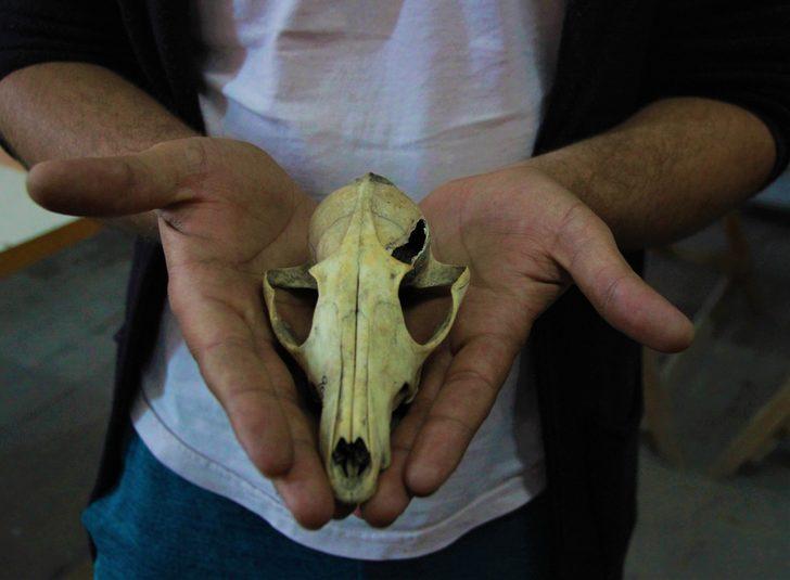 İnsanlığın 4 bin 500 sene önce köpek etini pişirerek tükettiği ortaya çıktı  G1