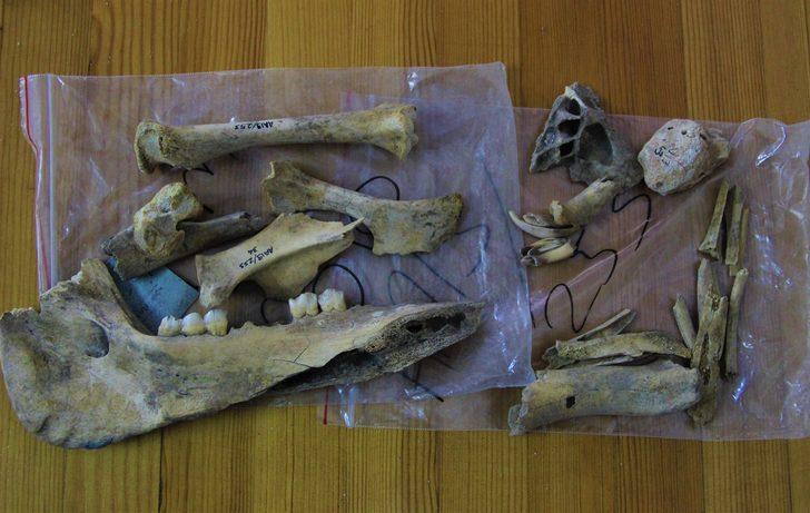 İnsanlığın 4 bin 500 sene önce köpek etini pişirerek tükettiği ortaya çıktı  G4