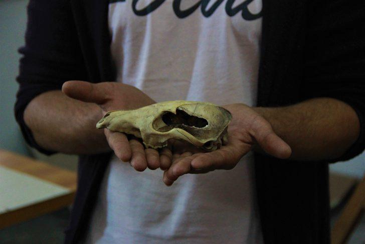 İnsanlığın 4 bin 500 sene önce köpek etini pişirerek tükettiği ortaya çıktı  G5