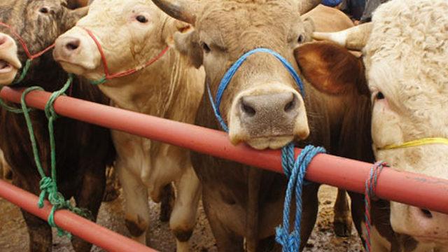 Kurban Bayramı öncesi 'zoonotik hastalık' uyarısı