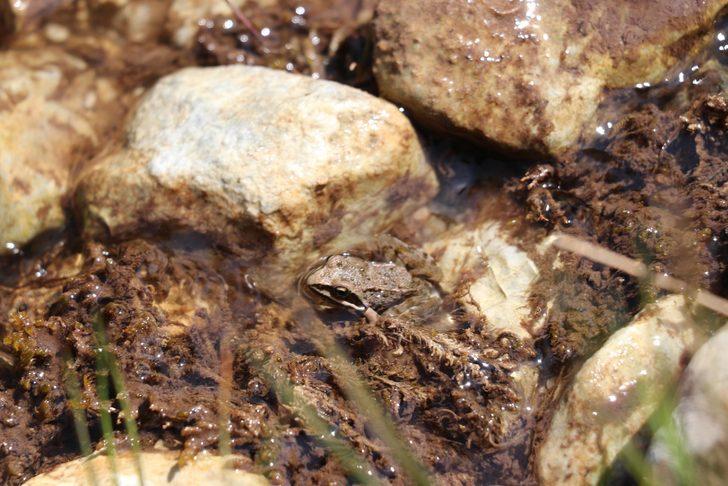 Dünyada sadece Denizli'de var! Tavas kurbağası için seferberlik ilan edildi G5