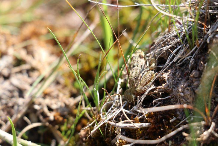 Dünyada sadece Denizli'de var! Tavas kurbağası için seferberlik ilan edildi G3