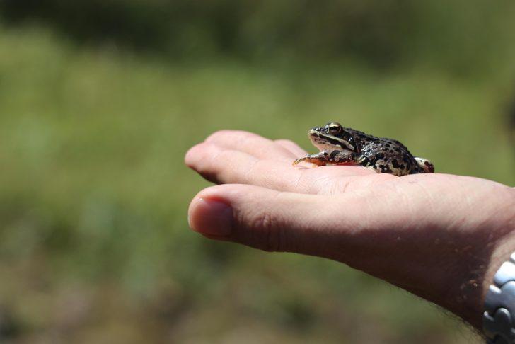 Dünyada sadece Denizli'de var! Tavas kurbağası için seferberlik ilan edildi G2