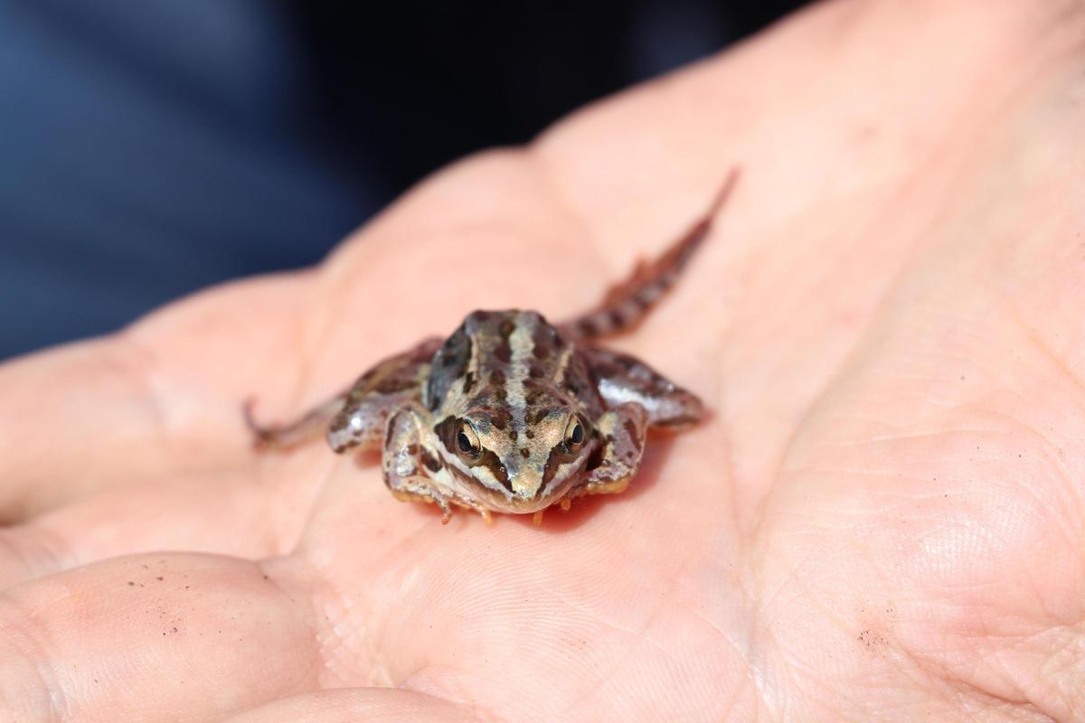D&uuml;nyada sadece Denizli'de var! Tavas kurbağası i&ccedil;in seferberlik ilan edildi