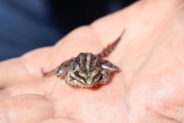 Dünyada sadece Denizli'de var! Tavas kurbağası için seferberlik ilan edildi G1