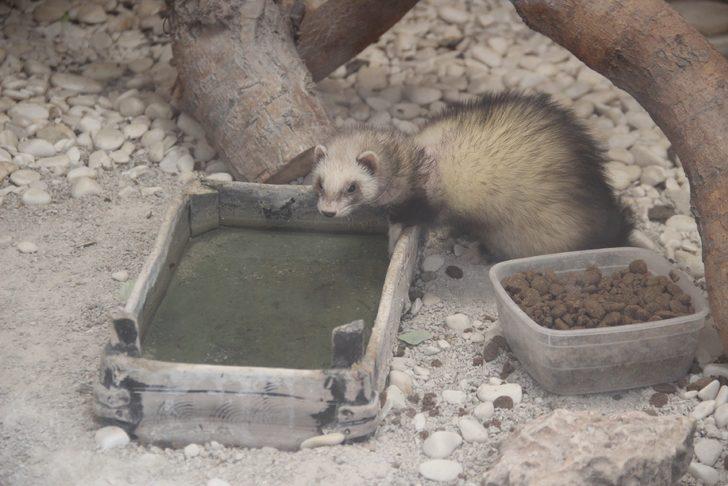Hayvanat bahçesi sakinlerine fıskiyeli serinlik G1