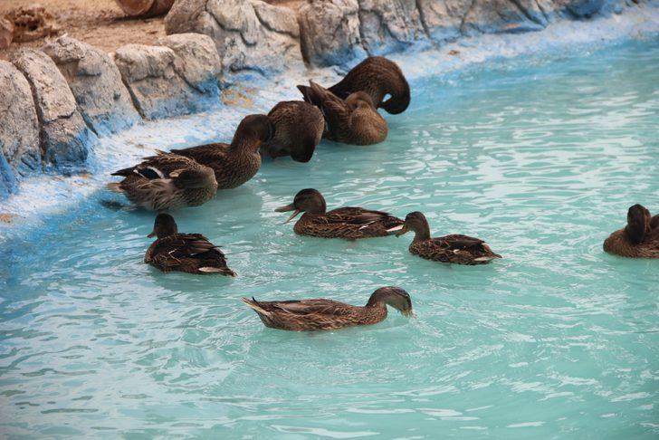 Hayvanat bahçesi sakinlerine fıskiyeli serinlik G2