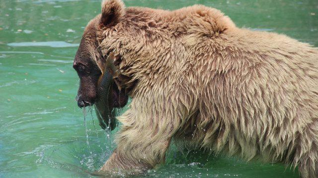 Hayvanat bahçesi sakinlerine fıskiyeli serinlik